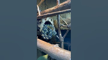 Bioactive Carpet Python enclosure using @TheBioDudeJoshHalter Terra Fauna substrate!