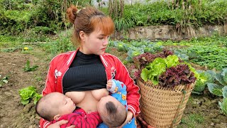 Mother and son went to harvest lettuce to sell and cook for their children to eat | Quan Văn Trường