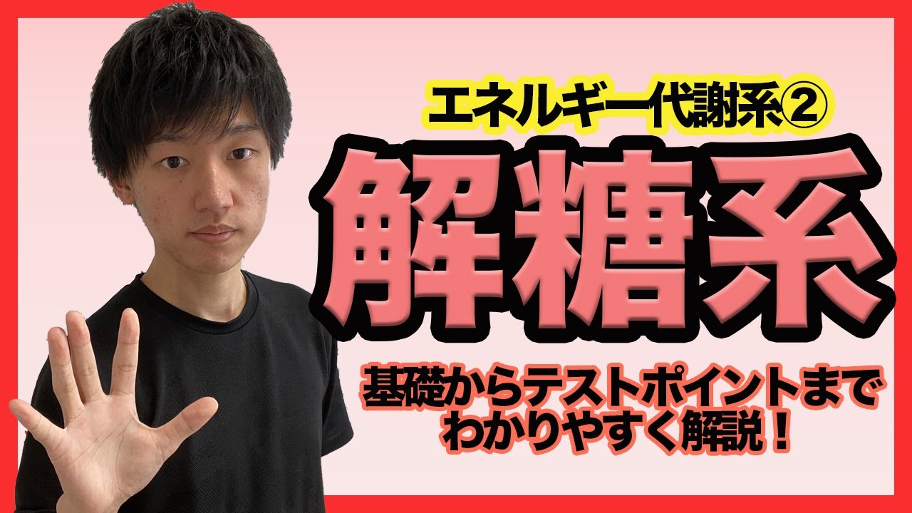 【エネルギー代謝②解糖系】理解して暗記激減！？わかりやすすぎる解糖系解説！