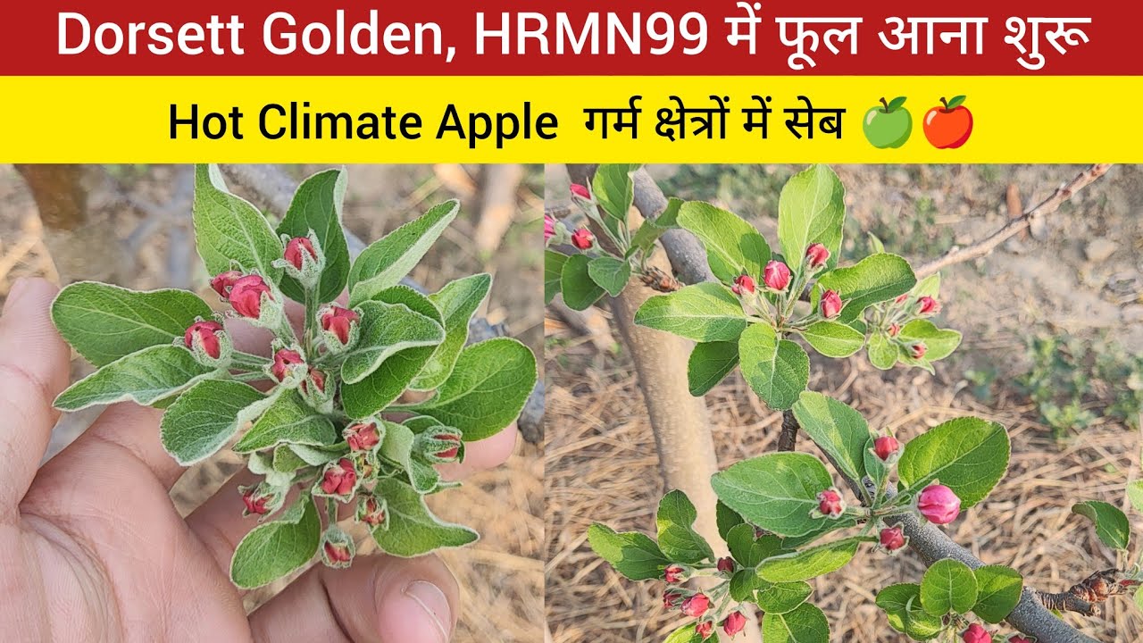 Dorsett Golden, HRMN99 सेब में फूल पड़ने लगे | Hot Climate Apple Farming | Dorsett Golden, HRMN 99