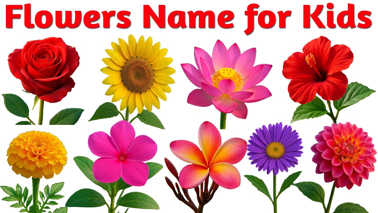 20 Flowers Name in English and Hindi 🌼 | फूलों के नाम हिंदी और अंग्रेज़ी में | Kids Learning Video