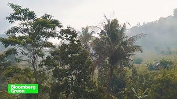 Saving the Planet by Planting More Trees