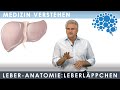 Leber - Anatomie: Das Leberläppchen│Dr. Dr. Damir del Monte│Encephalon Medizin-Videos bei Lecturio