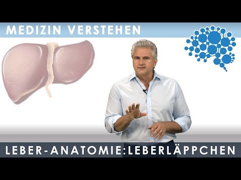 Leber - Anatomie: Das Leberläppchen│Dr. Dr. Damir del Monte│Encephalon Medizin-Videos bei Lecturio