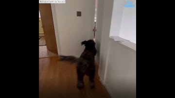 Dog is very excited to take a nap l GMA