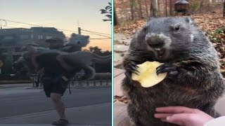 Funny/Cute Animal Videos Try Not To Laugh 9 🤣🐶😹 by New Level Creation 457 views 1 year ago 2 minutes, 31 seconds