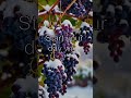 Morning Bible Verse: John 15.4-5