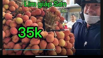 Vải Thiều Lục ngạn cập Nhật tại phố Lim giáp Sơn lục ngạn Bắc Giang #vaithieulucngan #