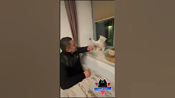 قط متمرد مضحك جدا مواقف مضحكة مقاطع مضحكة فيديوهات مضحكة دموع الكوميديا 