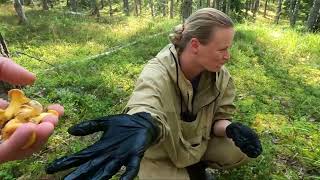 видео: Грибная разведка 27 августа 2022. Приозерский район. картинка: Грибная разведка 27 августа 2022. Приозерский район.