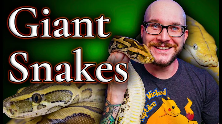 Are Big Snakes Actually Dangerous? Meet My 13 Foot...