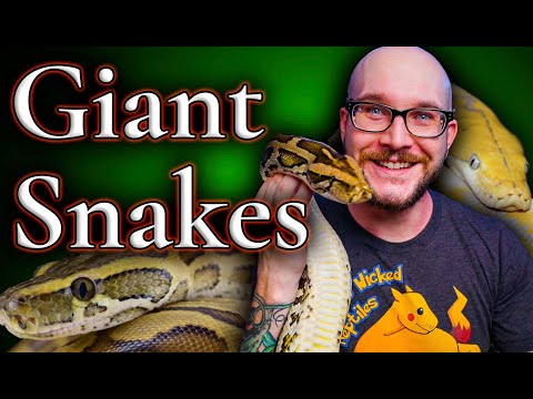 Video: Puas pied pob pythons venomous?