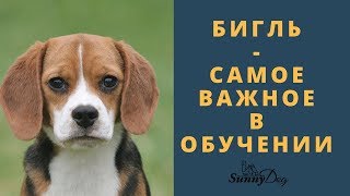 Дрессировка бигля  - самое важное в обучении бигля