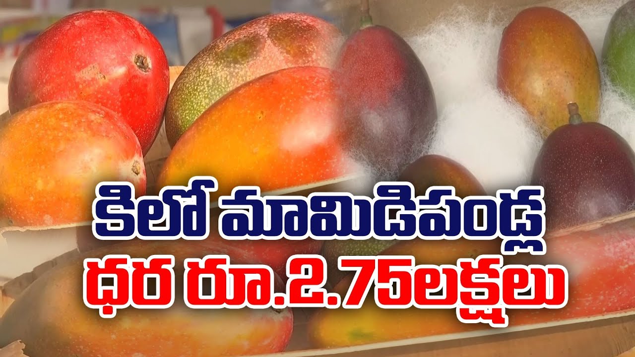 Miyazaki Costliest Mango In Entire World Showcased In Mango Miyazaki Costliest Mango In Entire World Showcased In Mango