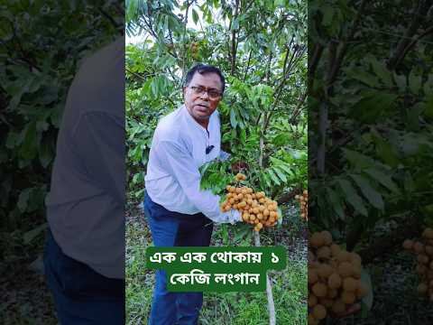 বাণিজ্যিক লংগান চাষে থোকায় কেজি কেজি ফলন। #shorts #shortsfeed #foryou #shortsbeta