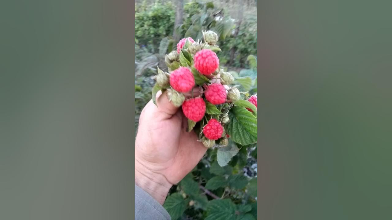 Малина Кванза Версаль Золотая Зюгана Джоан Джей Квелли обзор урожайности - YouTu