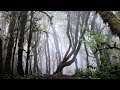 Wandern auf La Gomera - Durch den Zauberwald Raso de la Bruma(2019, 4k)