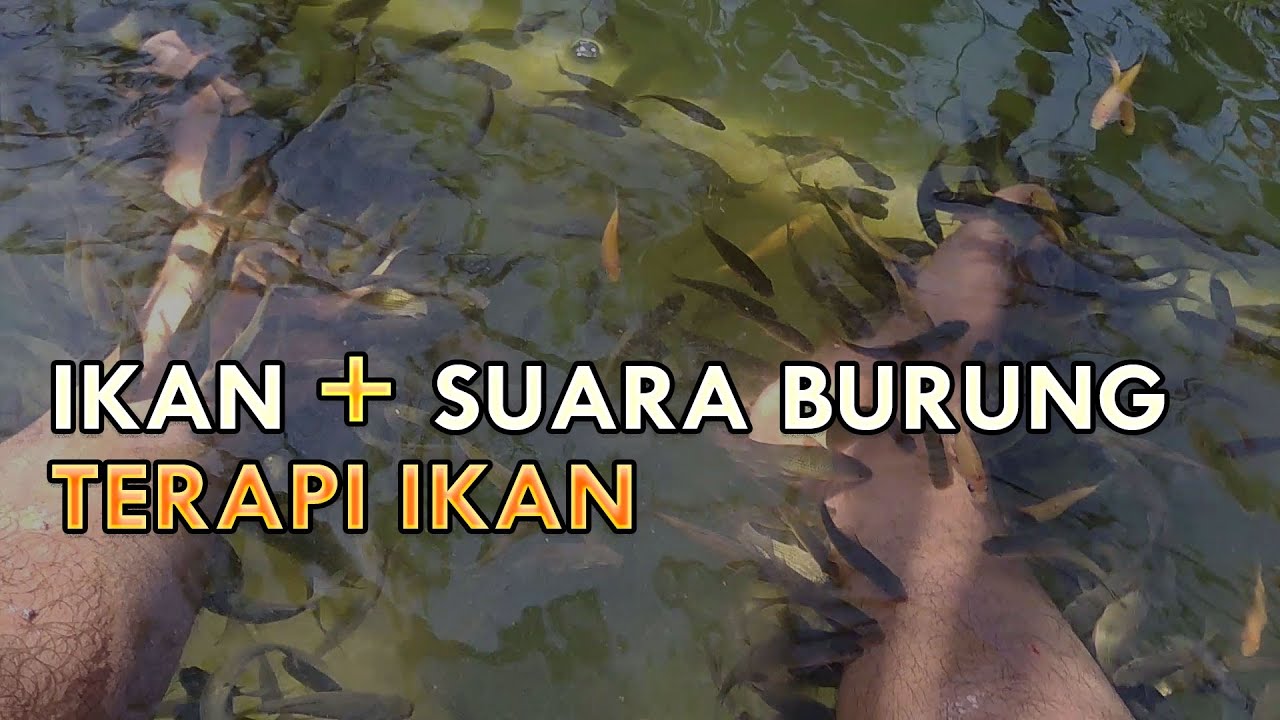 Bagai ikan pulang ke lubuk