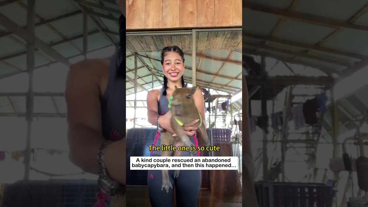An abandoned baby capybara #lovestory #animals #rescue #cute #wildlife#capybara #love #warmmoments