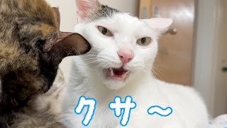 開始数秒でクサーを披露する猫 - YouTube