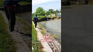 Streek Babon Tawes シ