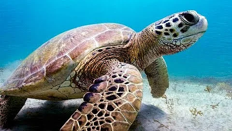 O que as tartarugas marinhas se alimentam?