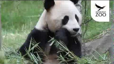 Giant Pandas at Edinburgh Zoo