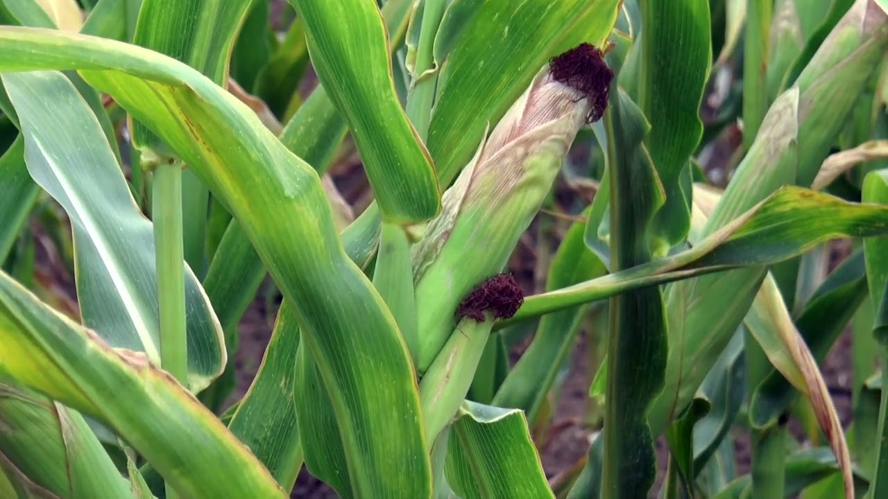 ČAČAK 13.08.2024. Zbog suše i visokih temperatura kukuruz ugrožen tvrde poljoprivredni stručnjaci