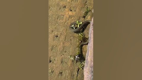 Snake! Grass Snake eats a frog! 😯🤐🙈