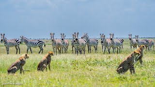 4 Cheetah brothers hunting zebra