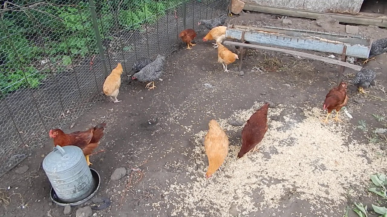 The great thinning of the chipmonks continues