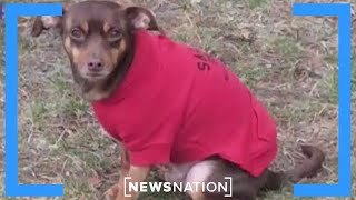Man reunited with dog after 8-year search | Morning in America