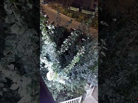 ورد الغرام عبدالكريم عبدالقادر