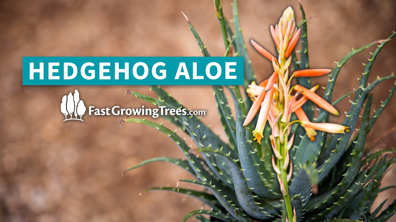 aloe vera trocknet aus Tipps zur Pflege deiner Pflanze : Aloe Vera – PflanzenFuerAlle main image 1