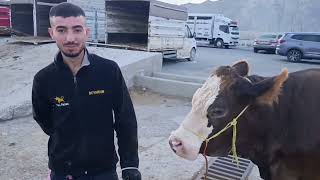Hayvan Pazari . 13 Ağustos 2. 