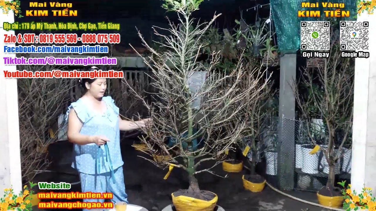 Phôi Mai Thủ Đức Giá Rẻ Bao Ship Bao Sống Toàn Quốc - Mai Vàng Kim Tiền Chợ Gạo