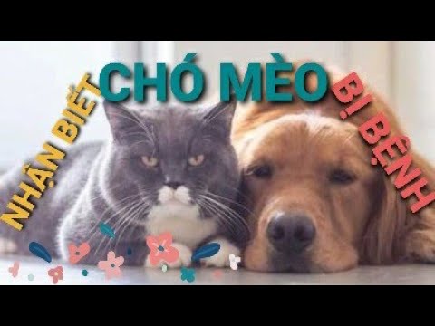 Video: Bệnh Tuyến Giáp ở Chó Và Mèo