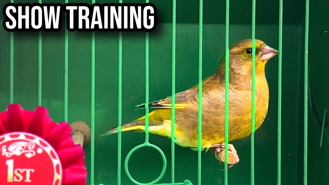 Show Cage Training for Canaries & Finches Top Tips YouTube