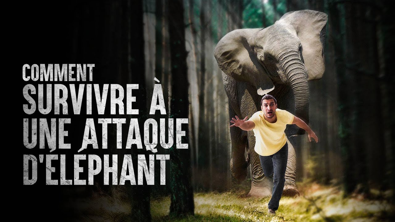 Comment survivre à une attaque d’éléphant