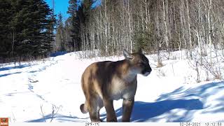 Cougar in the Alberta Foothills