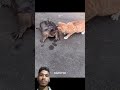 cats reflex ☠️🔥 #cat​ #trollfaceedit​ #catshorts​