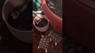 Testing Turtle Playpen for the first time #sulcatatortoise #tortoiseslife #tortoisecare