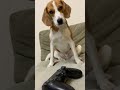 再びコントローラを狙う愛犬 #dog #beaglebreed #beagle #cute #ビーグル