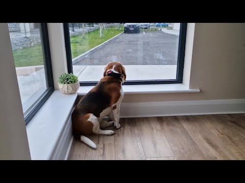 Wideo: 11 razy Charlie the Beagle Proved Jest najlepszym opiekunem, o jaki może poprosić lil Sis