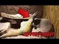 Apprivoiser son reptile  mon uromastyx nigriventris