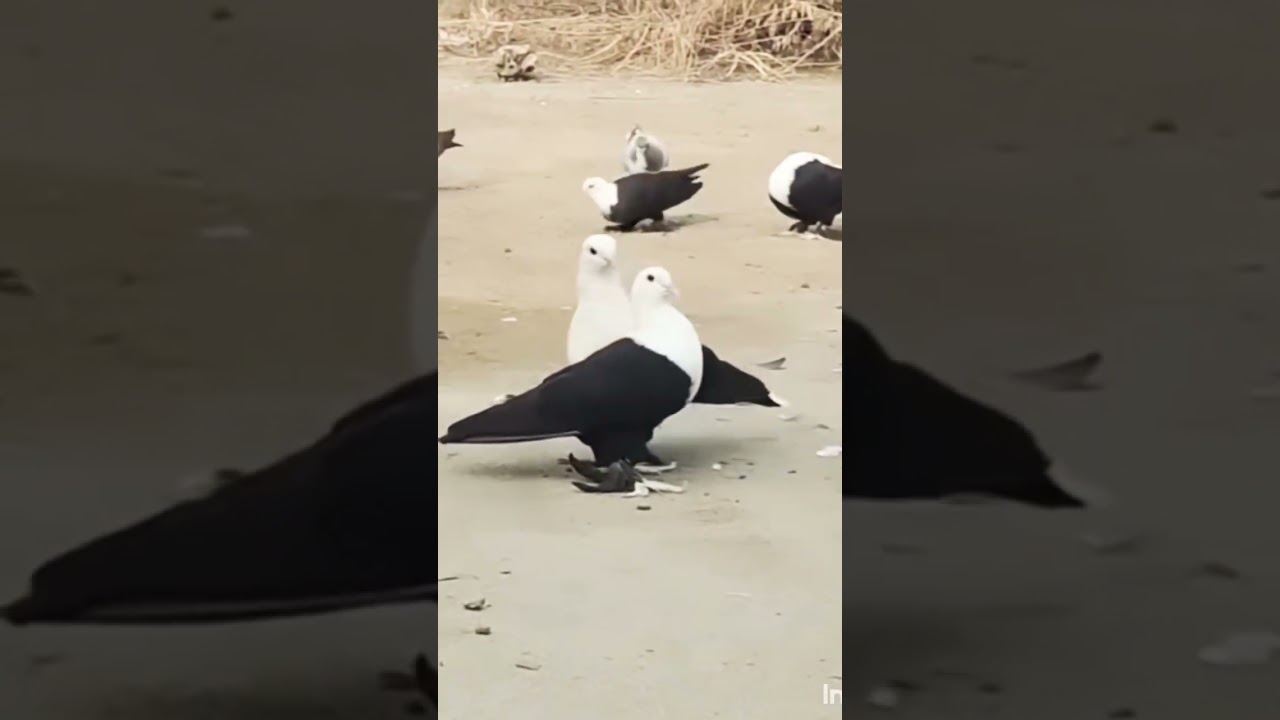 Viral Kabootar Jodi ❤️ #haryanvisong #newsong #haryanvi #viral #pigeon #kabootar #haryanvidance