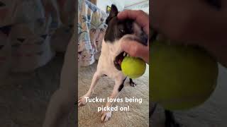 Tucker the Boston Terrier loves being picked on. #Boston Terriers #Funny dogs