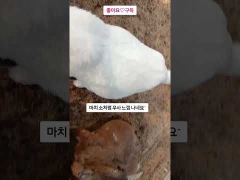 염소새끼 구경 가볼까요?