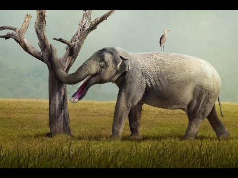 The Evolution of Elephants