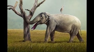 The Evolution of Elephants